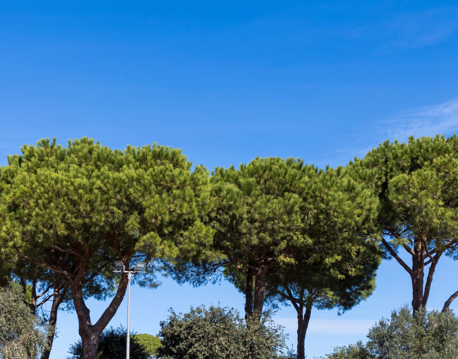 appartamenti immersi nel verde ponte di nona