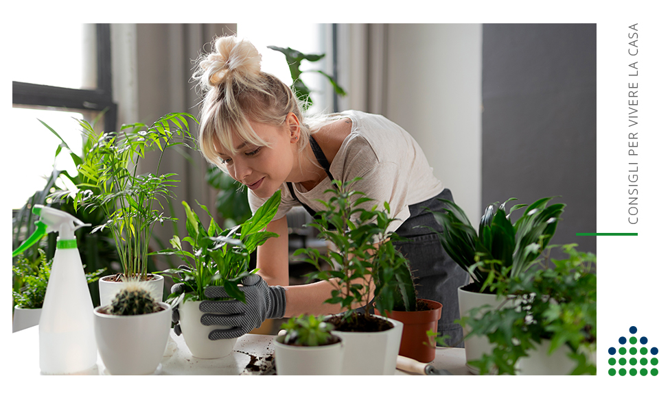 Piante d’appartamento a bassa manutenzione: il giardino indoor che allevia lo stress